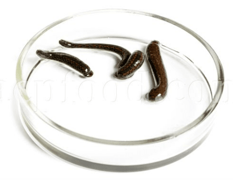 زالو طبی چیست