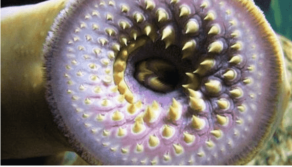 زالوی درمانی