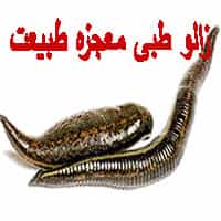 فواید زالو طبی