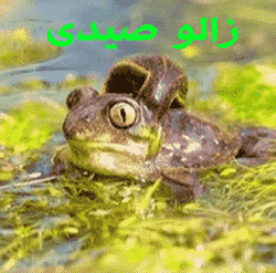 زالو چه خونی می مکد؟