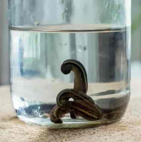 زالو چه چیزی به بدن می دهد