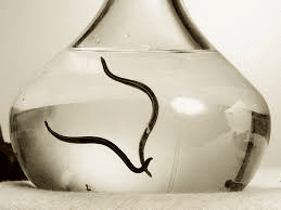 زالو درمانی در درمان استرس و افسردگی