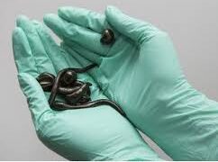 مسمومیت: زالوهای غیرقانونی ممکن است در معرض مواد سمی موجود در محیط خود قرار گیرند که می‌توانند آن را به انسان منتقل کنند.