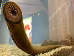 هر زالویی برای زالو درمانی مناسب نیست. فقط زالوهایی که به طور خاص برای این منظور در شرایط آزمایشگاهی ایزوله پرورش داده شده‌اند، که هیچ تماسی با محیط خارجی نداشته‌اند